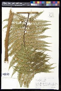 Cyathea arborea image