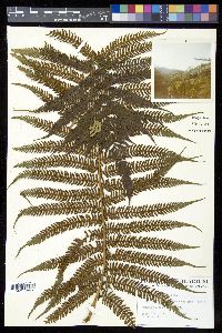 Cyathea arborea image