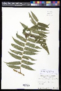 Cyathea aspera image
