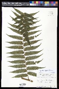 Cyathea aspera image