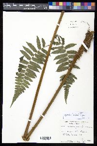 Cyathea aspera image