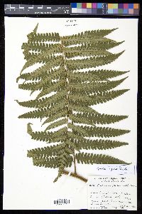 Cyathea aspera image