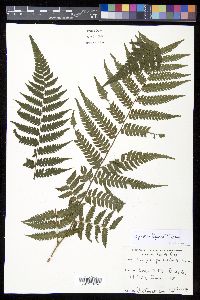 Cyathea aspera image