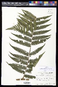 Cyathea aspera image