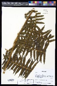 Cyathea austropallescens image