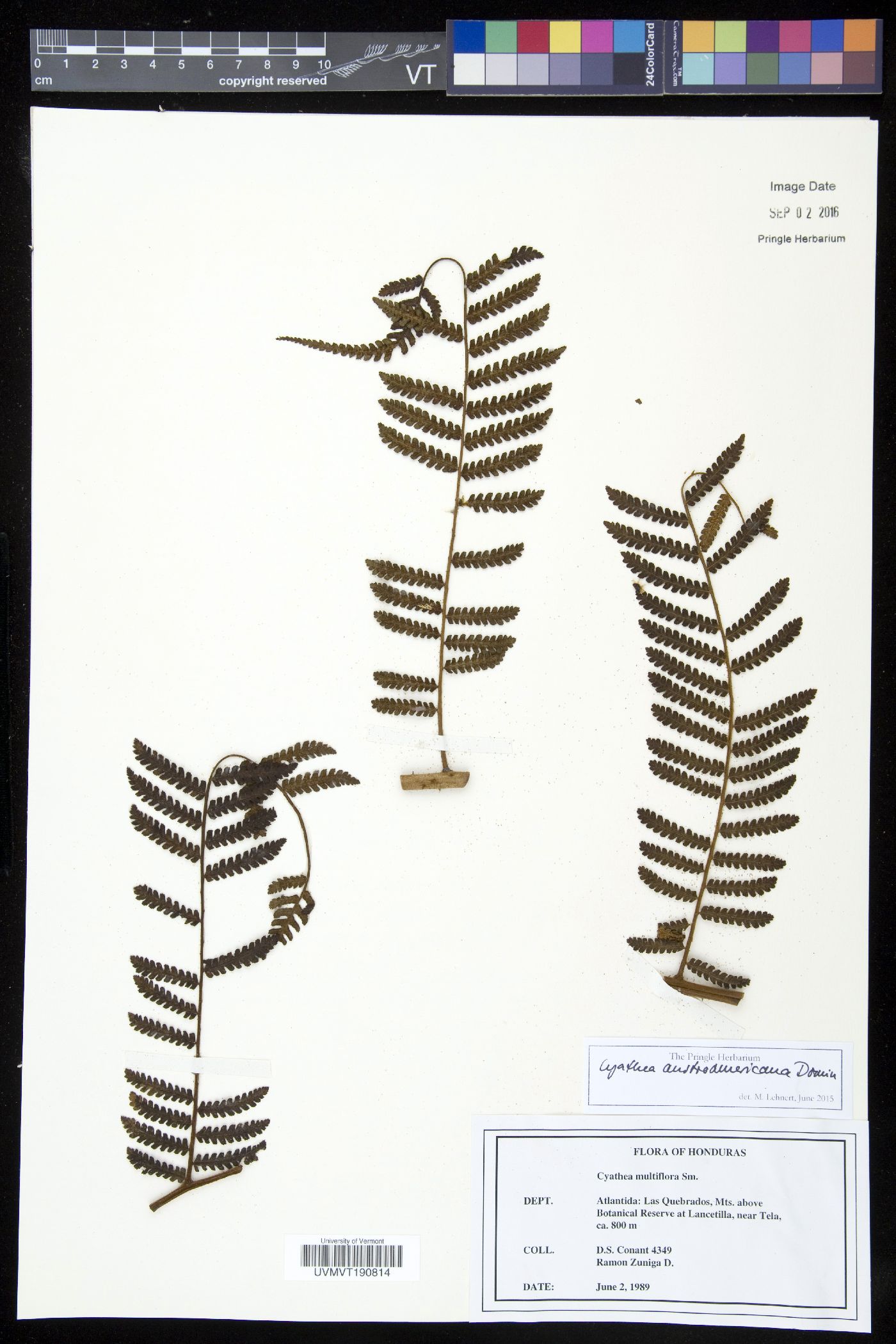 Cyathea austroamericana image