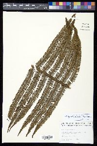 Cyathea pubescens image