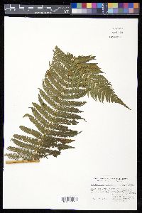 Cyathea bicrenata image