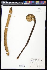 Cyathea bicrenata image