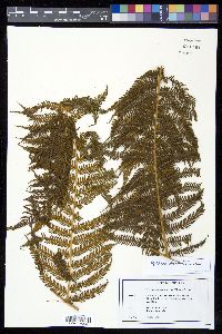 Cyathea bicrenata image
