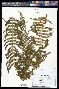 Cyathea bicrenata image