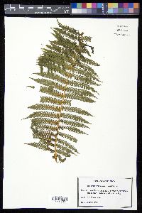 Cyathea bicrenata image