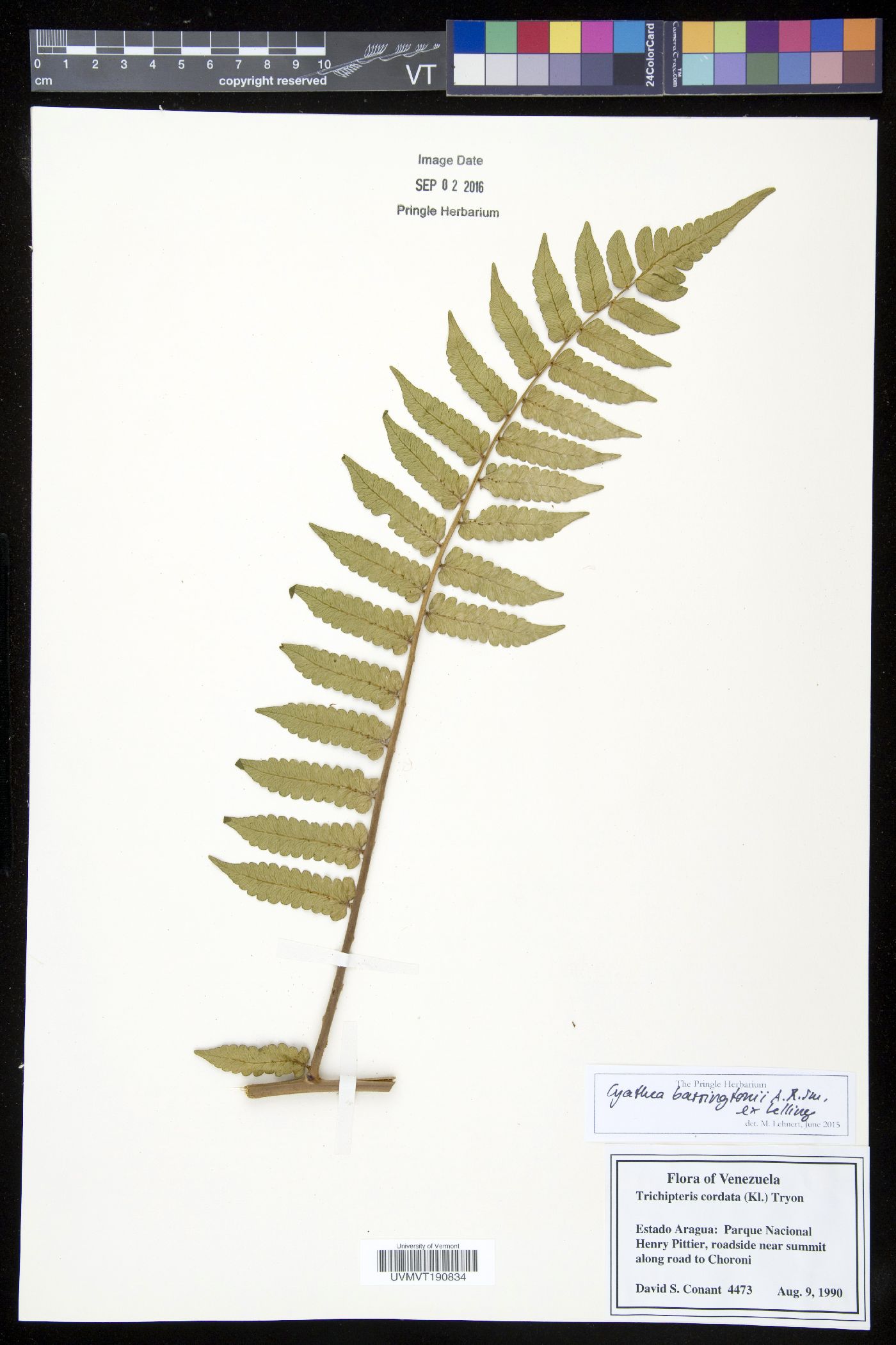 Cyathea barringtonii image