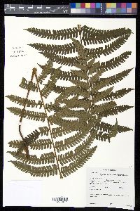 Cyathea bipinnatifida image