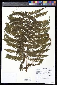 Cyathea bipinnatifida image