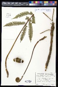 Cyathea bipinnatifida image