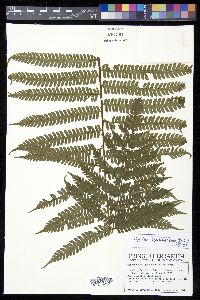 Cyathea bipinnatifida image
