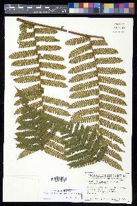 Cyathea brunnescens image