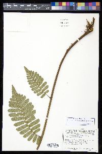 Cyathea brunnescens image