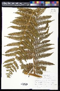 Cyathea caracasana image