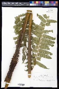 Cyathea caracasana image
