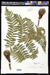 Cyathea caracasana image