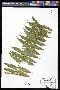 Cyathea caracasana image