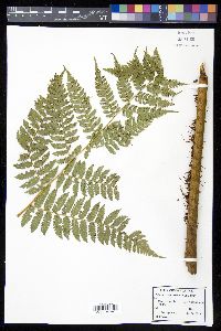 Cyathea caracasana image
