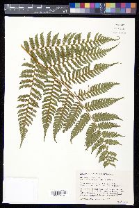 Cyathea caracasana image