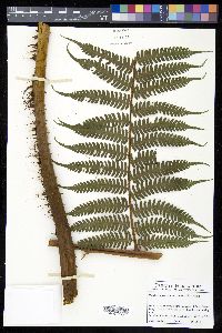 Cyathea caracasana image
