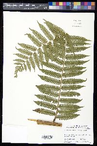 Cyathea caracasana image