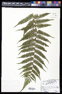 Cyathea caracasana image