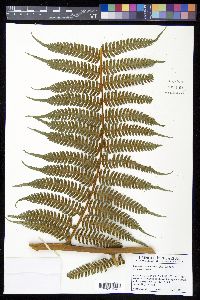 Cyathea caracasana image