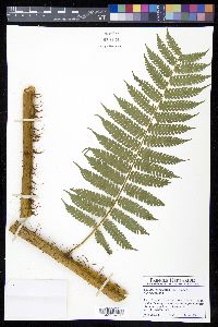Cyathea caracasana image