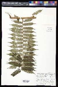 Cyathea squamipes image