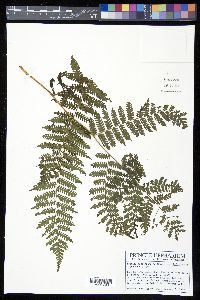 Cyathea squamipes image