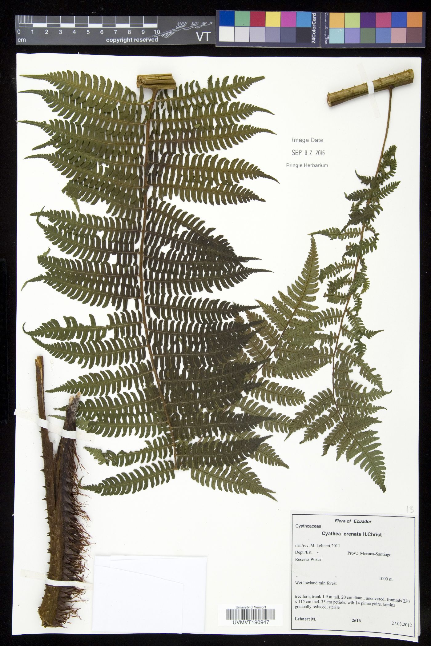 Cyathea crenata image