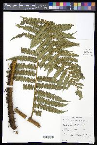 Cyathea crenata image