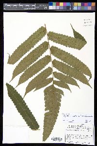 Cyathea cocleana image