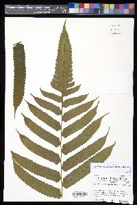 Cyathea cocleana image