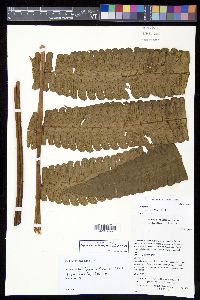 Cyathea cocleana image