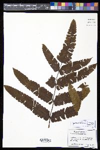 Cyathea consimilis image