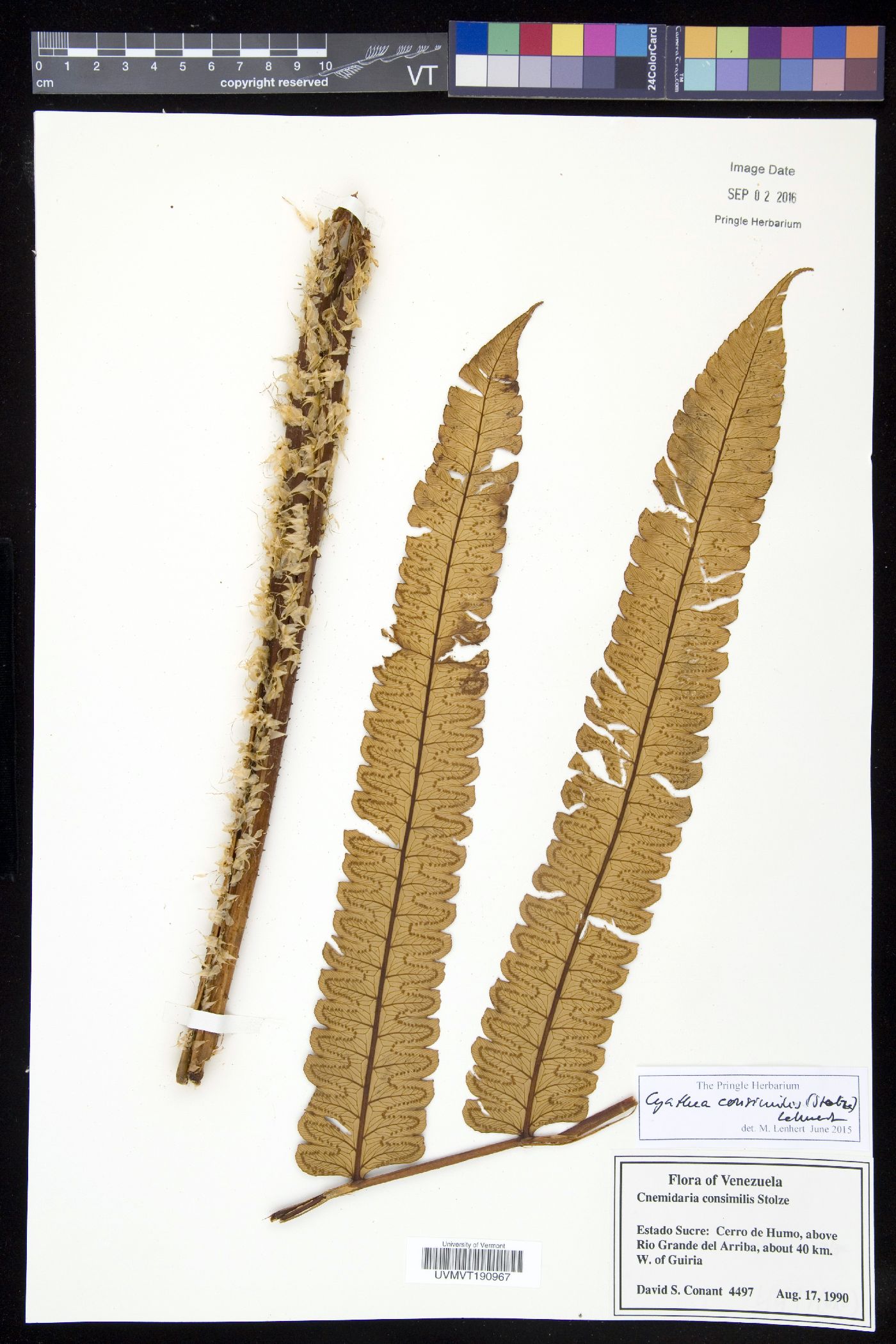 Cyathea consimilis image