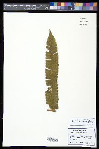 Cyathea consimilis image