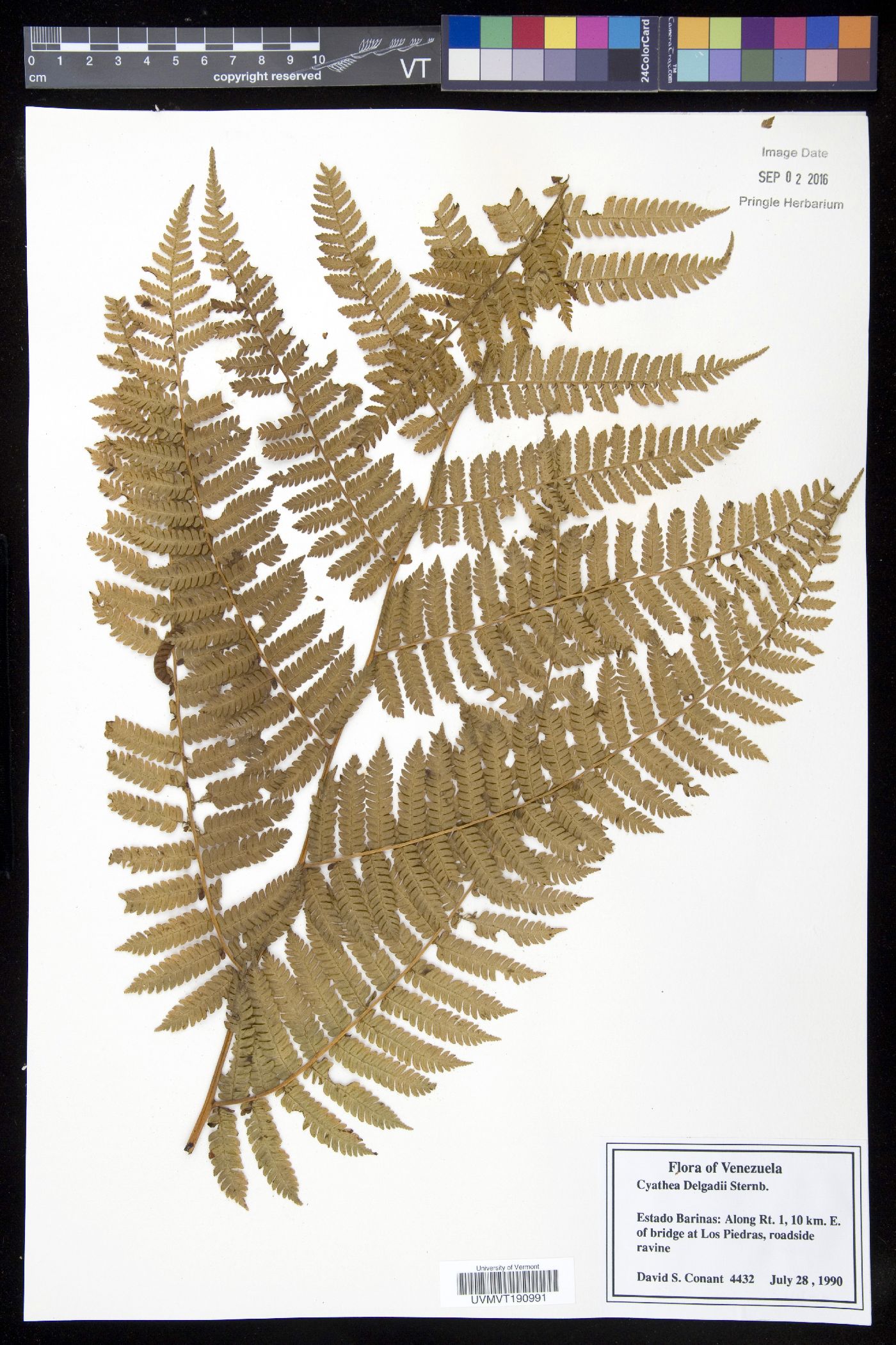 Cyathea delgadii image