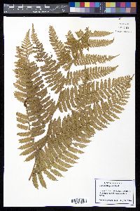Cyathea delgadii image