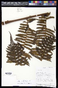 Cyathea delgadii image