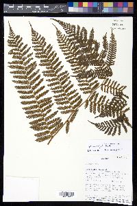 Cyathea delgadii image