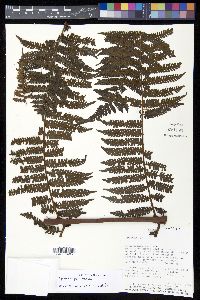 Cyathea delgadii image