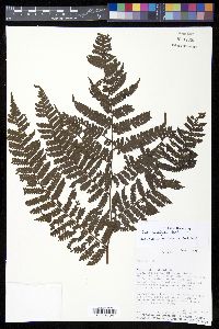 Cyathea delgadii image
